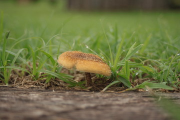 mushroom in grass