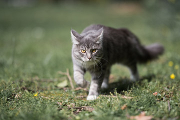 Naklejka na ściany i meble blue tabby maine coon cat prowling in the garden walking over the lawn
