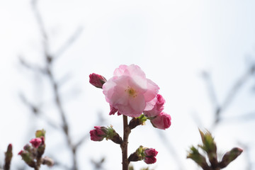 Cherry blossom in spring for background or copy space for text