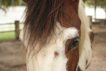 portrait of horse