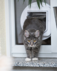 blue tabby maine coon kitten passing through cat flap in window looking at camera