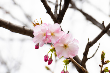 Cherry blossom in spring for background or copy space for text