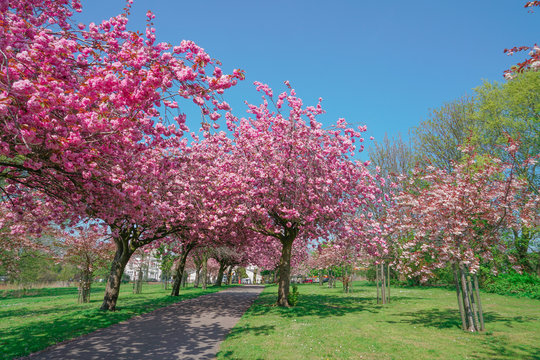 Blooming pink trees in the spring sunshine