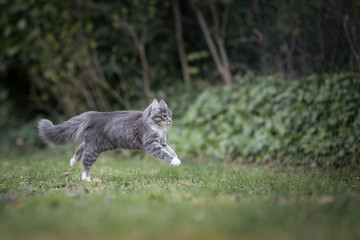 side view of a blue tabby maine coon cat running in the garden
