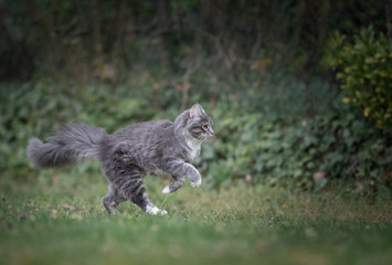 Naklejka na ściany i meble side view of a blue tabby maine coon cat running in nature
