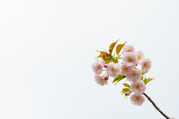 Cherry blossom in spring for background or copy space for text