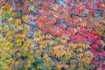 red maple leaves on wall  in autumn season Japan