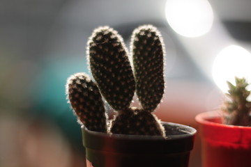 cactus in pot