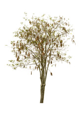 Obraz premium Trees, collection Isolated on white background.