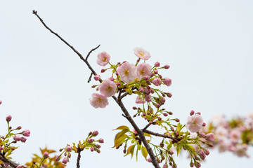 Cherry blossom in spring for background or copy space for text