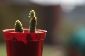 cactus in pot