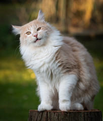 Naklejka na ściany i meble cream tabby maine coon cat sitting on a tree stump outdoors making a funny face