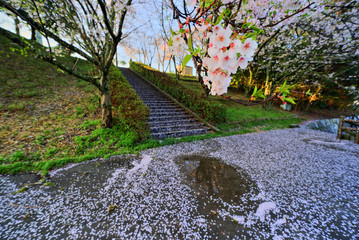 桜散る頃　雨上がり