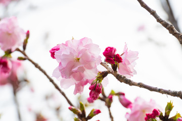 Cherry blossom in spring for background or copy space for text