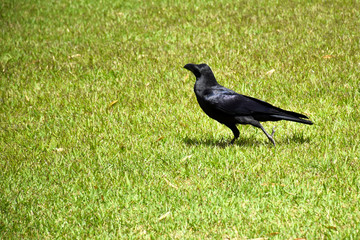 crow in the garden 