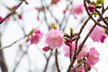 Cherry blossom in spring for background or copy space for text