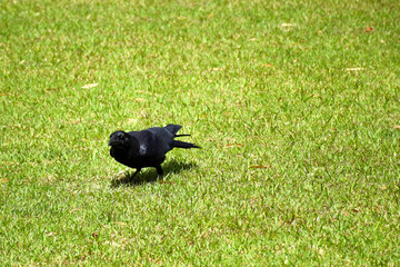 crow in the garden 