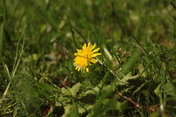 dandelion in grass