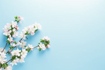 Blooming spring sakura on a blue background with space for a greeting message. The concept of spring and mother's day. Beautiful delicate pink cherry flowers in springtime