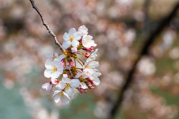 Cherry blossom in spring for background or copy space for text