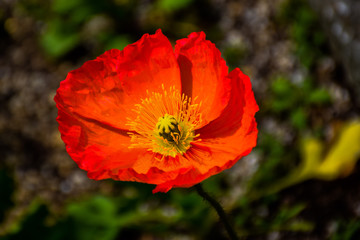Castle and garden in japan