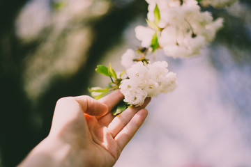 dłoń trzyma kwiaty wiosny