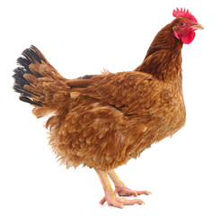 Brown hen isolated.