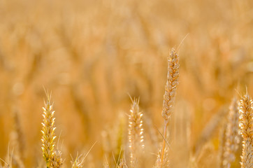 Wheat field under cloudy blue sky in Ukraine