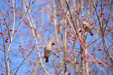 The Waxwing on Apple tree branch. Early spring. Siberia.