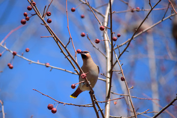 The Waxwing on Apple tree branch. Early spring. Siberia.