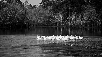 Group of American White Pelican in the Backwaters B&W
