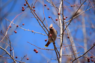 The Waxwing on Apple tree branch. Early spring. Siberia.