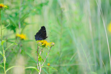 butterfly sits on yellow flowers. Photo close up. The background is blurred.