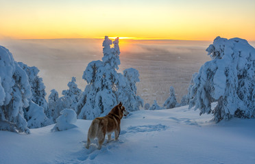 Siberian husky in beautiful landscape © Janne