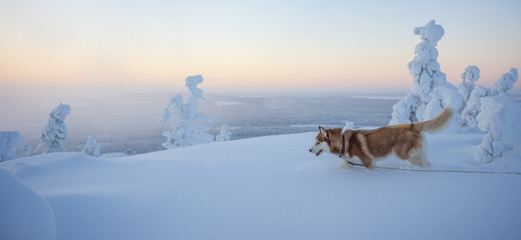 Siberian husky  © Janne