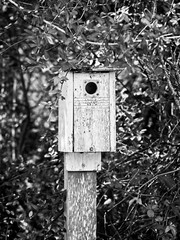 Old Birdhouse in Woods B&W