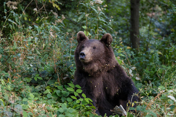 Carpathian brown bear in a forest meadow