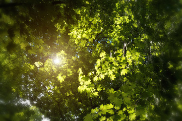 thick green foliage of maple penetrated by sunlight
