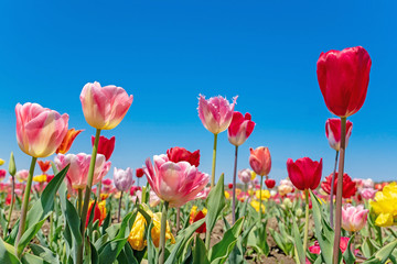 Obraz premium チューリップ畑