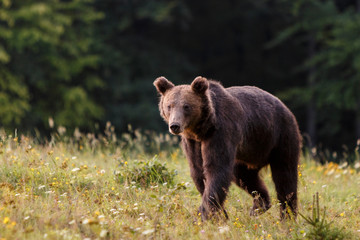 Plakat Carpathian brown bear in a forest meadow