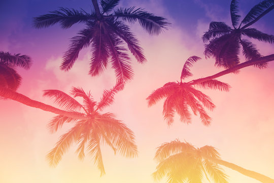 Tropical island sunset with silhouette of palm trees, hot summer day vacation background