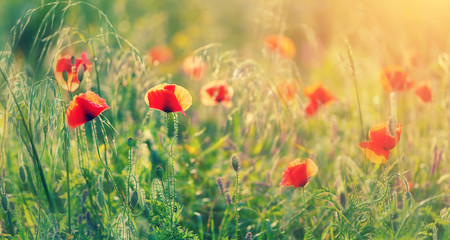 poppy flowers in the green field. Opium poppy. Natural drugs. Glade of red poppies.Soft focus.