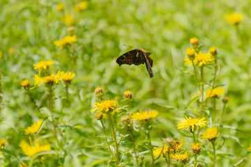 butterfly flies over yellow flowers. Concept - motion picture