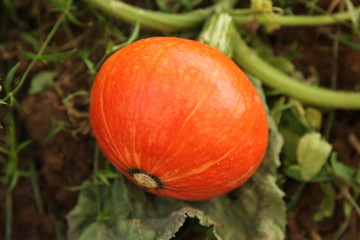 Potimaron orange, citrouille 