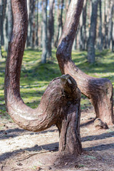 forest trees path