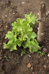 Jeune plant de salade repiqué dans le potager