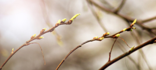 Spring branch with buds and leaves