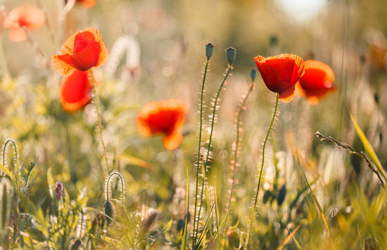 amazing red flowers of poppy on sky background. copy spase. closeup. small depth of field. original creative image. Retro and vintage style