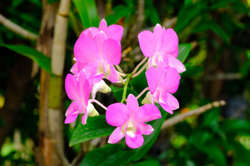 Beautiful pink Dendrobium orchid flowers with natural background, soft focus