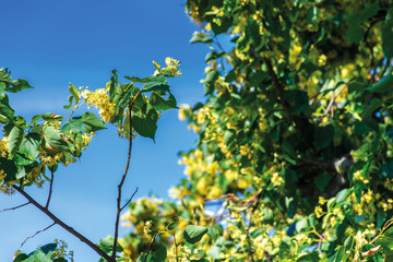 branches of blossoming linden on the blurry blue sky background. closeup with shallow depth of fielld. beautiful nature details in summer.